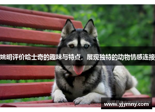 姚明评价哈士奇的趣味与特点，展现独特的动物情感连接